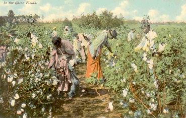 In the cotton fields