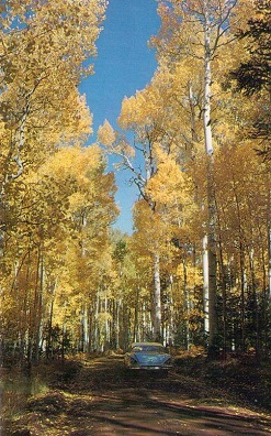 Aspens in the Mountains of the Southwest