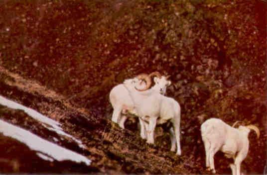 Mountain Sheep Family in the Alaska Mountains