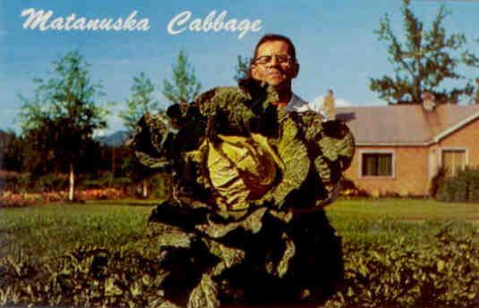 Matanuska Cabbage