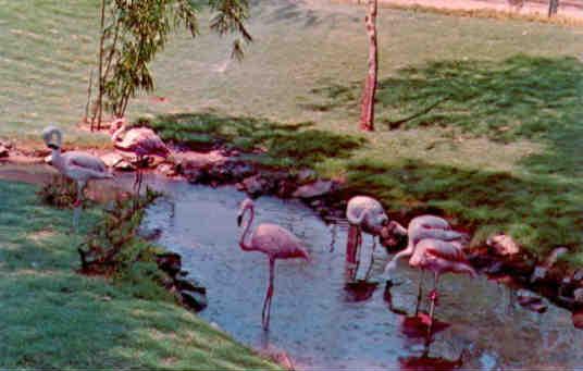 Phoenix Zoo, flamingos
