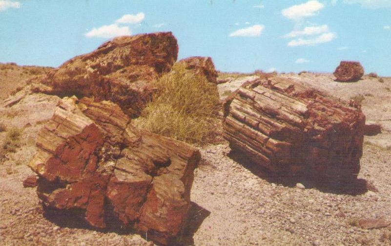 Petrified Forest National Monument, Petrified Logs