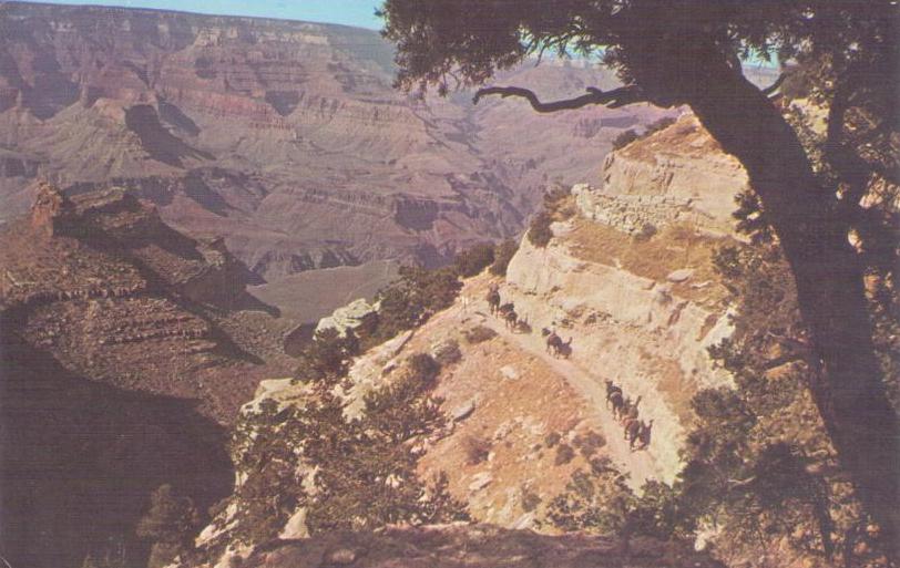 Grand Canyon, The famous Mule Train