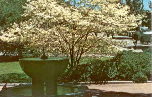 Hot Springs National Park, flowering dogwood and thermal fountain (USA)