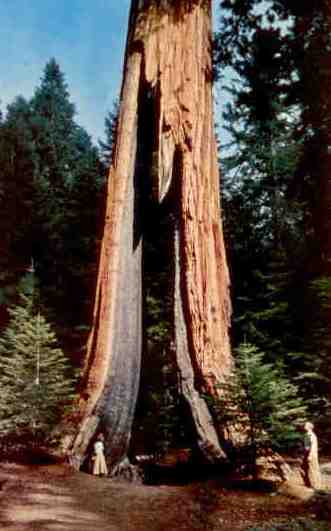Yosemite National Park, Clothespin Tree