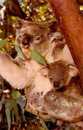 San Diego Zoo, koalas