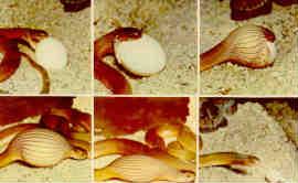 San Diego Zoo, South African egg eating snake (California, USA)