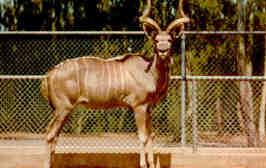 San Diego Zoo, greater kudu (California, USA)