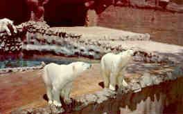 San Diego Zoo, polar bears