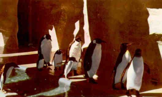 San Diego Zoo, penguins (California, USA)