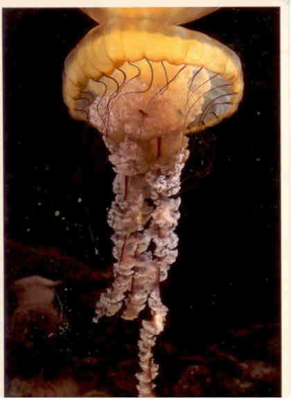 San Francisco, Steinhart Aquarium, jellyfish