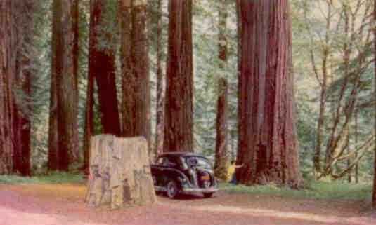 Redwood Grove (Union Oil no. 30)