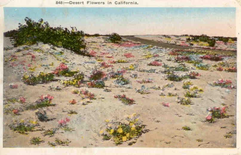 Desert flowers in California