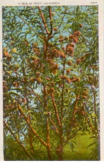 A Tree of Fruit, California