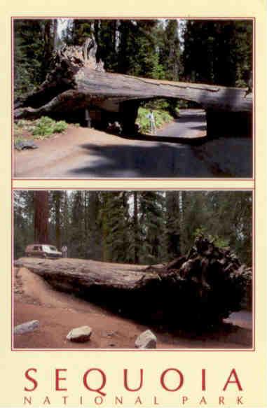 Sequoia National Park, Auto and Tunnel Logs