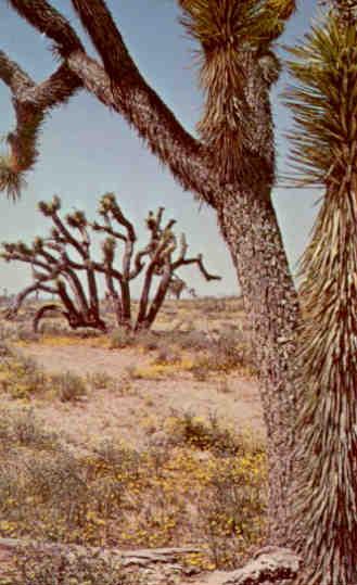 Joshua Tree State Park