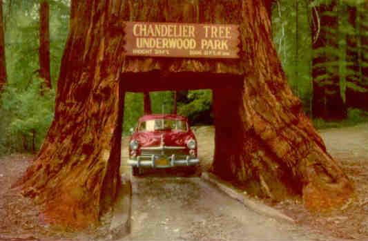 Underwood Park, Chandelier Drive-thru Tree