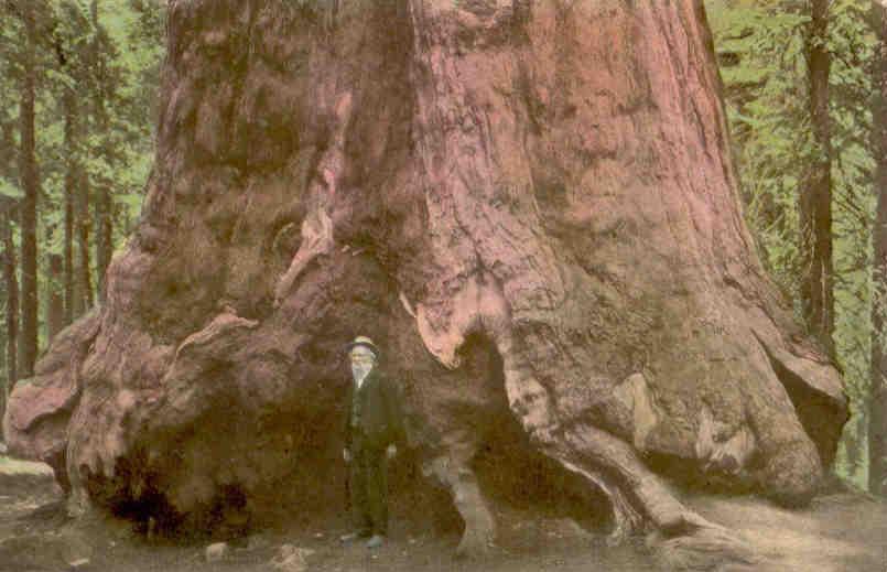 Mariposa Grove, Grizzly Giant Section, Diameter 33 Feet