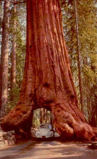 Yosemite National Park, Wawona Tree