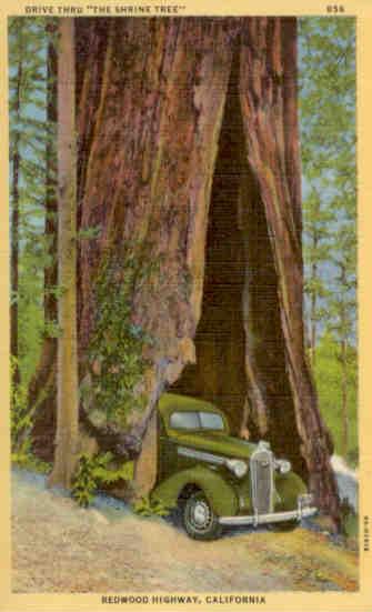 Redwood Highway, Drive Thru “The Shrine Tree”