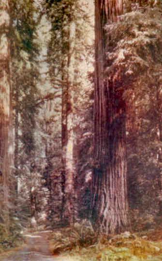 Winding Trail through Redwoods