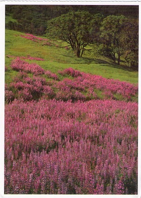 Coast Redwoods – Riverbank Lupine