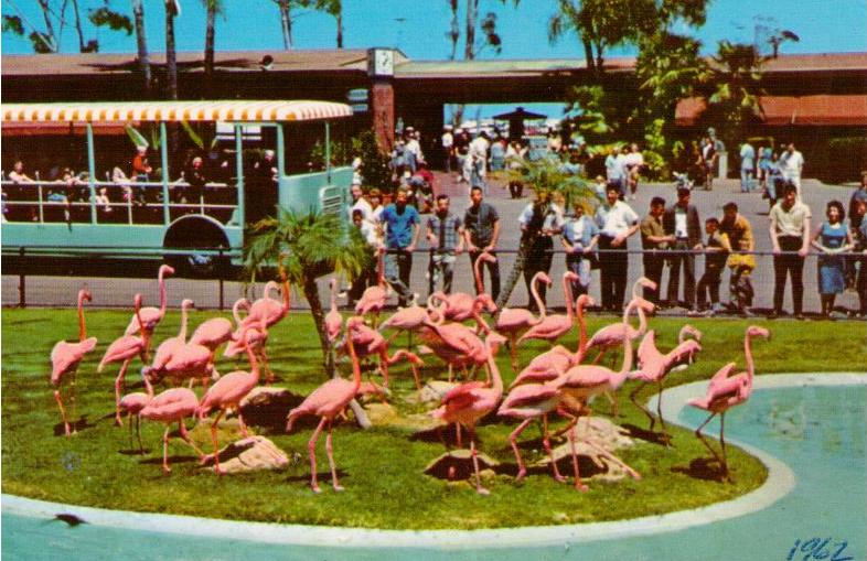 San Diego Zoo, Flamingos