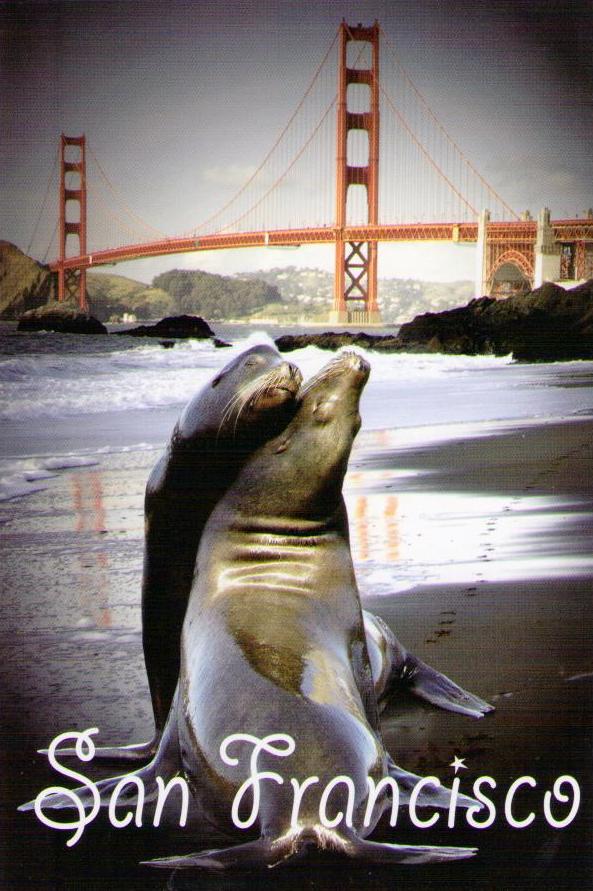 Seal Love On Baker Beach