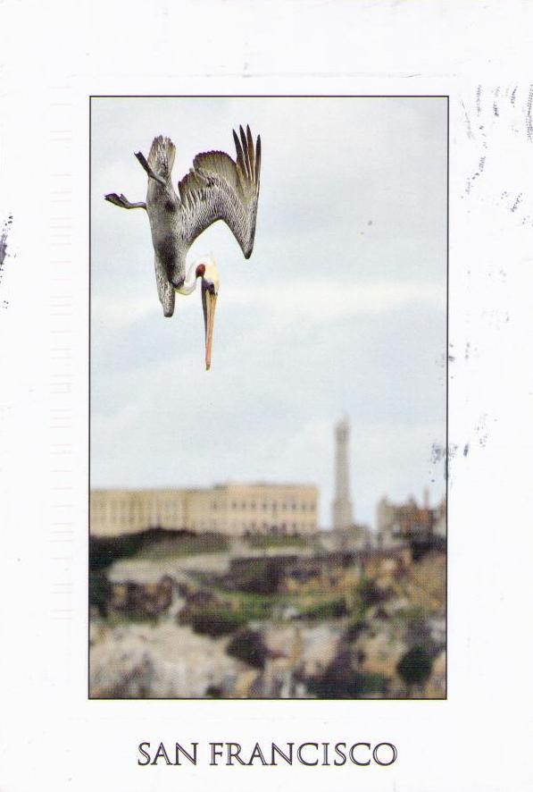 San Francisco, Alcatraz and Diving Pelican