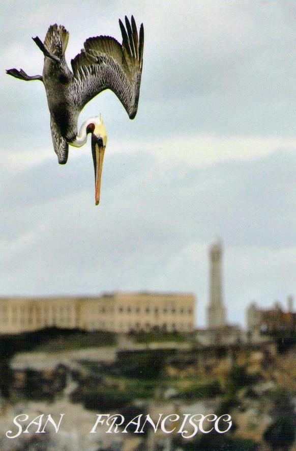 San Francisco, Alcatraz and Diving Pelican (Version B)