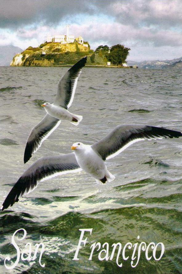 San Francisco, Alcatraz with Seagulls