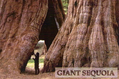 Giant Sequoia, Sierra Nevada Mountains