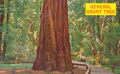 General Grant Tree C14534