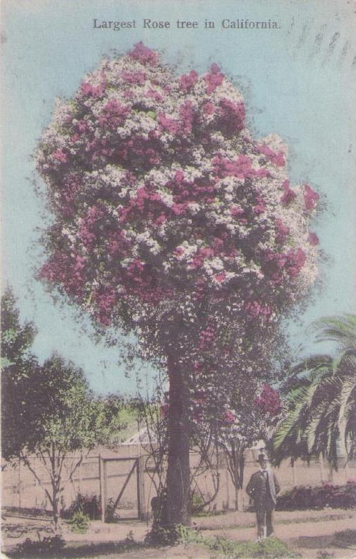 Largest Rose tree in California