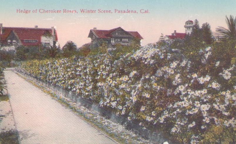 Pasadena, Hedge of Cherokee Roses, Winter Scene