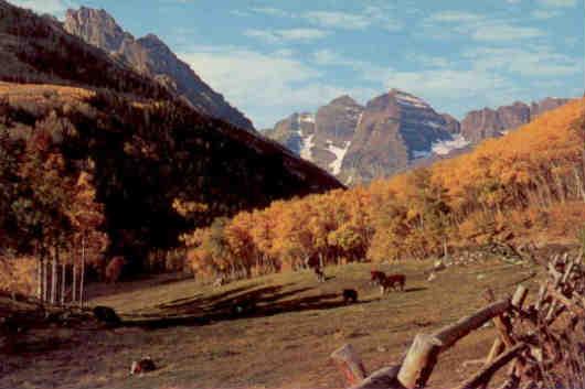 Aspen, Maroon Bells and cattle