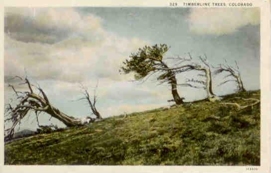 Timberline Trees