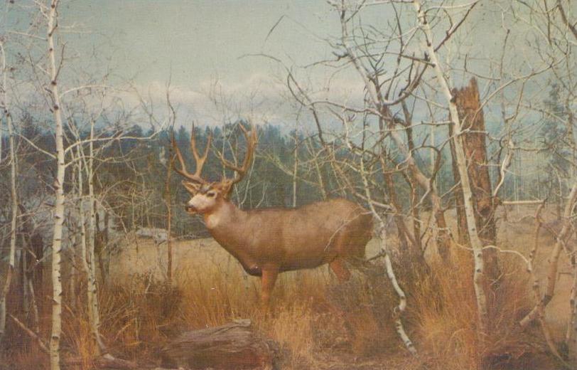 Denver Museum of Natural History, Mule Deer Exhibit