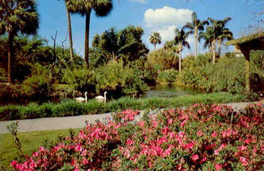 Tampa, Azaleas and whistling swans, Busch Gardens