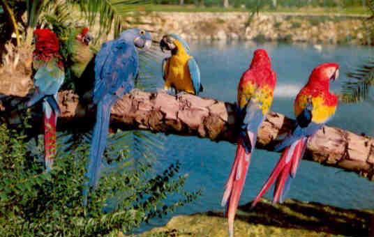 Tampa, parrots at Busch Gardens