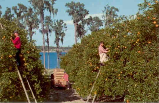 Picking oranges in Florida
