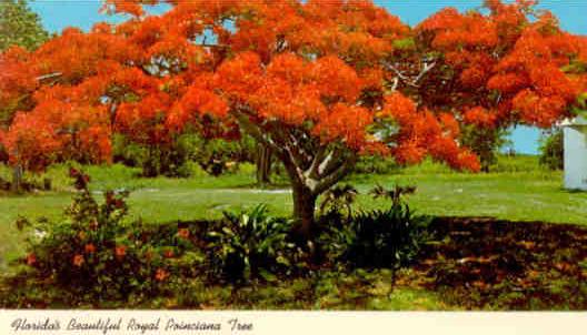 Florida’s Beautiful Royal Poinciana Tree