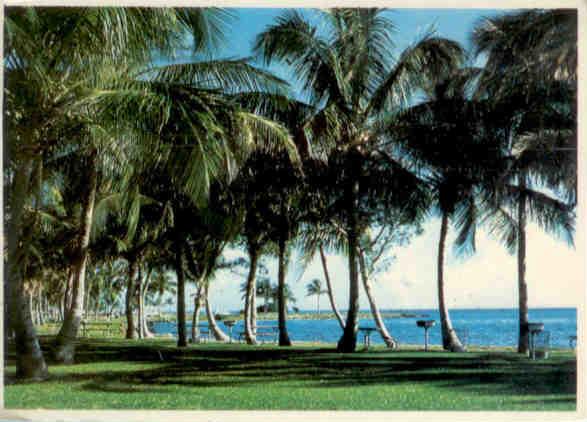 Grove of coconut palms alongside a Florida bay