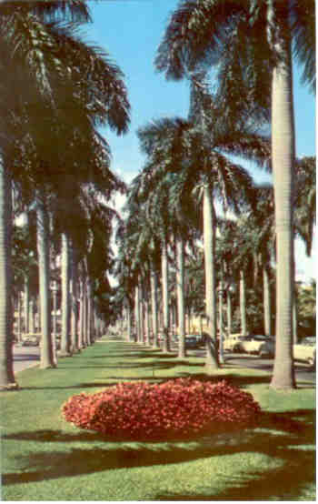 Avenue of Royal Palms