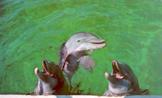 Fort Walton, Gulfarium, Singing Porpoises