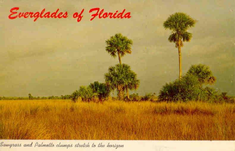 Everglades, Sawgrass and Palmetto clumps