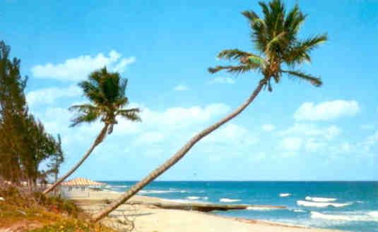Whispering palms on the Florida coast
