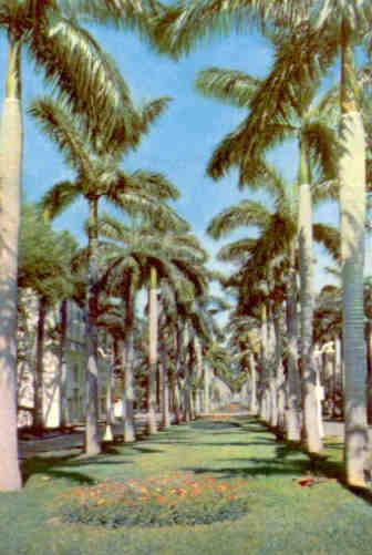 Stately Royal Palms Line a Florida Avenue