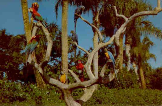Tampa, Busch Gardens, the Parrot Tree