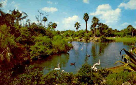 Tampa, Busch Gardens, lagoon